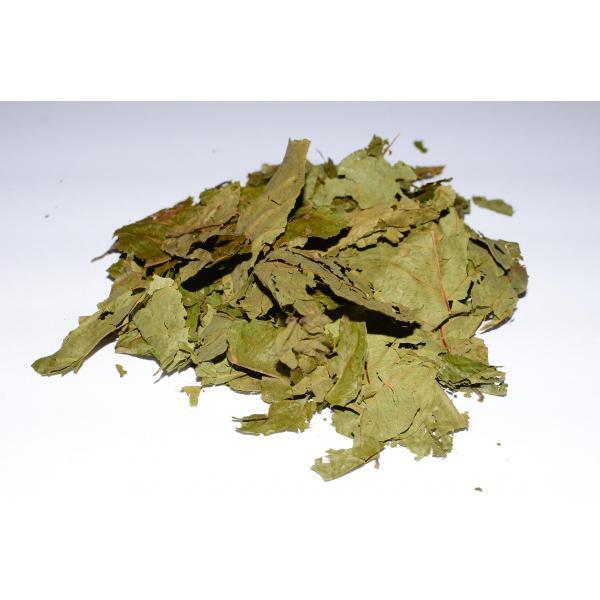 kupit_banisteriopsis_caapi_loza_kaapi_liana-103-B