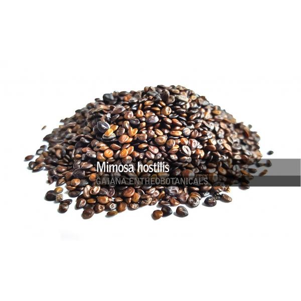 semena_mimosa_hostilis_jurema_preta_10_seeds-161-B